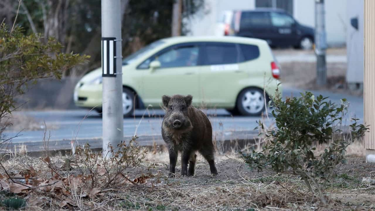 Image from Toxic Pigs of Fukushima. 