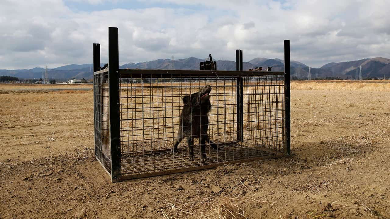 Image from Toxic Pigs of Fukushima. 