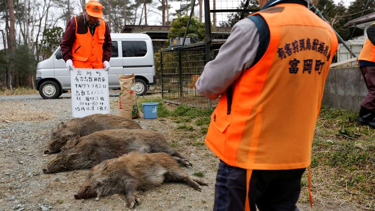 Image from Toxic Pigs of Fukushima. 