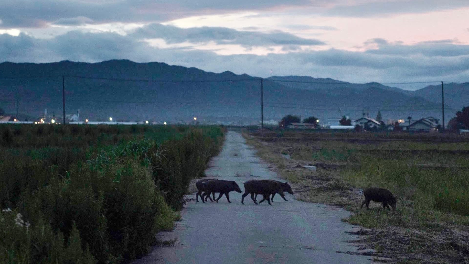 Image from Toxic Pigs of Fukushima.